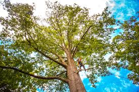 Best Emergency Tree Removal  in Chandler, OK
