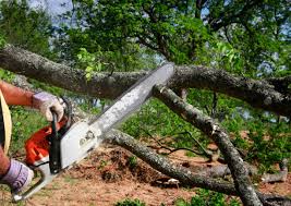 Professional Tree Services in Chandler, OK
