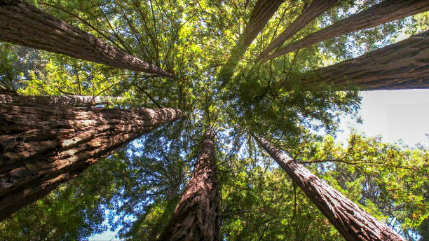 Best Tree Preservation Services  in Chandler, OK