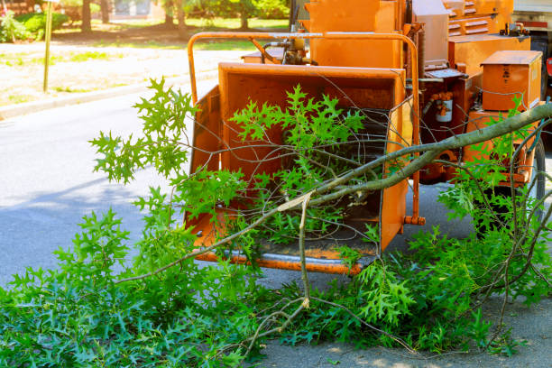 Best Tree and Shrub Care  in Chandler, OK