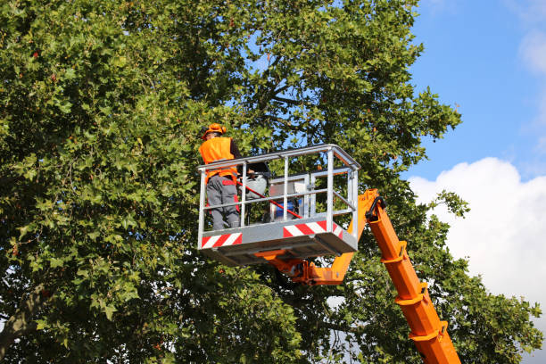 Best Tree Cabling and Bracing  in Chandler, OK