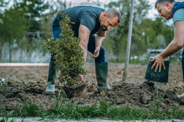 How Our Tree Care Process Works  in  Chandler, OK