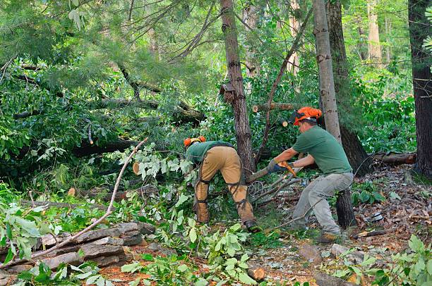 Best Hazardous Tree Removal  in Chandler, OK