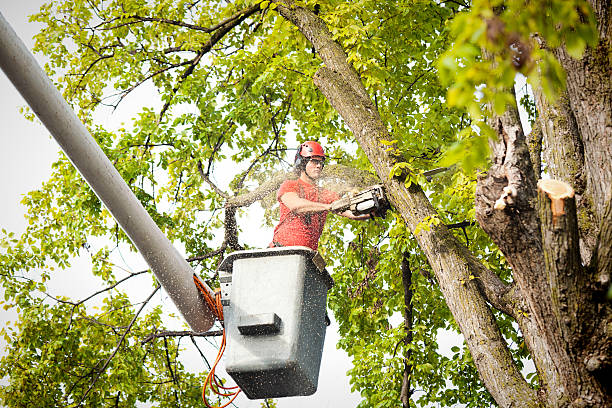 Professional Tree Services in Chandler, OK