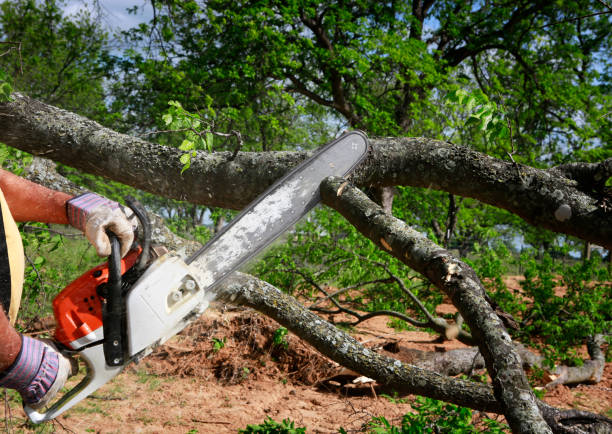 Best Stump Grinding and Removal  in Chandler, OK