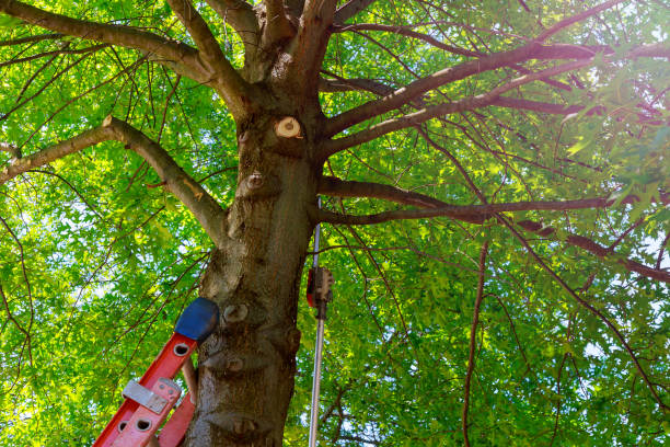 Best Tree Maintenance Programs  in Chandler, OK
